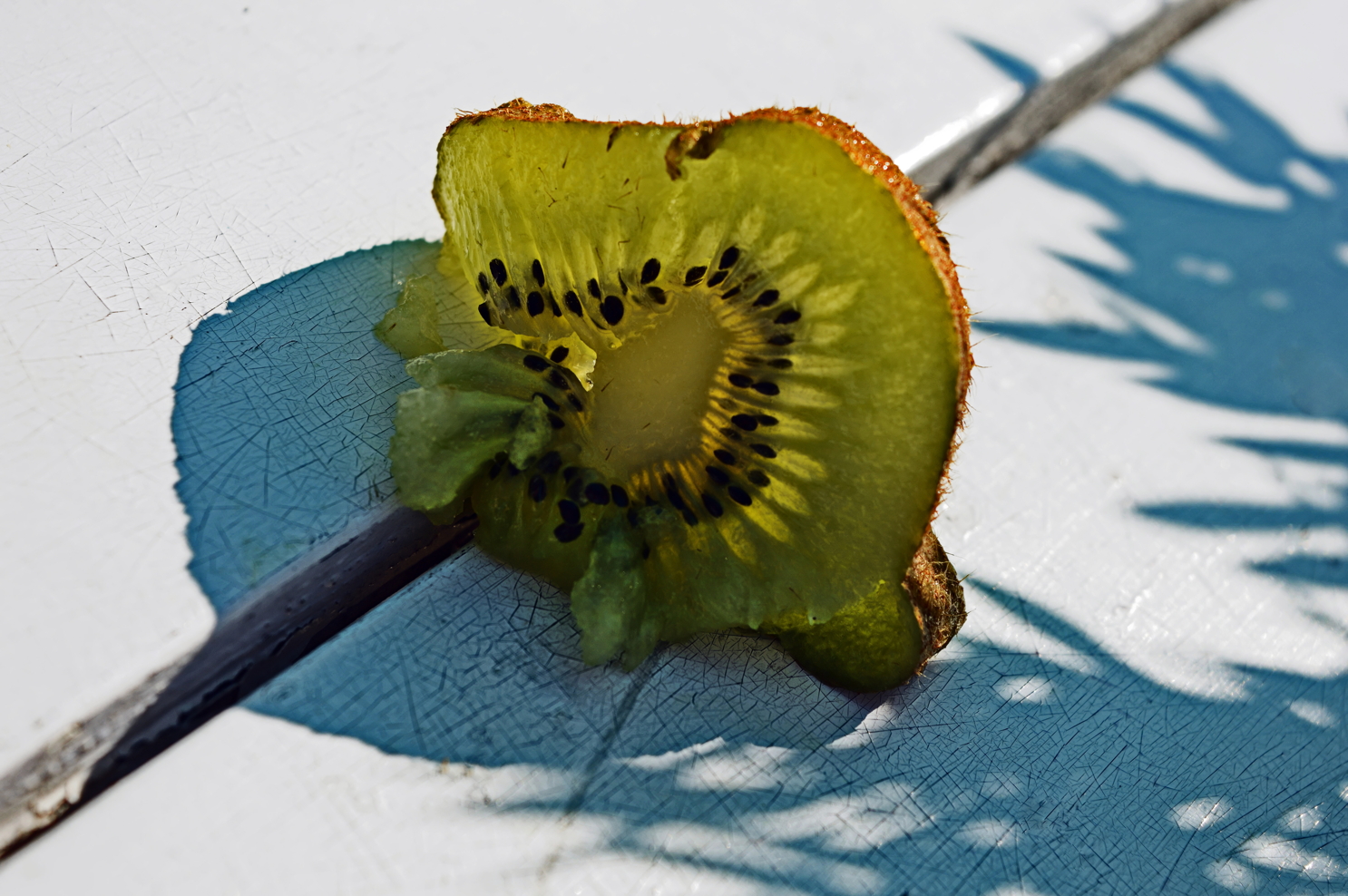 kiwi%20vert Elsa%20Barré