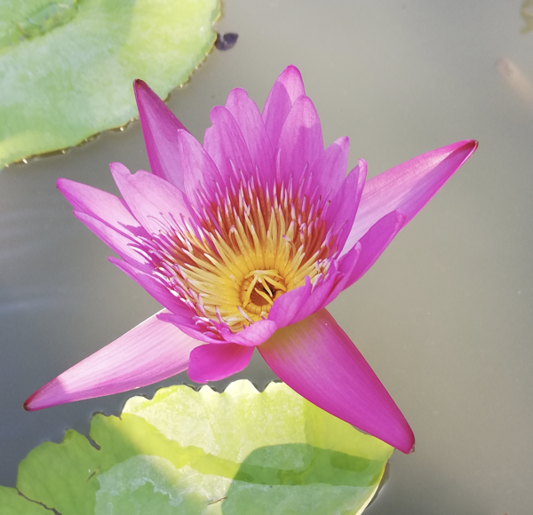 placeholder image-sq