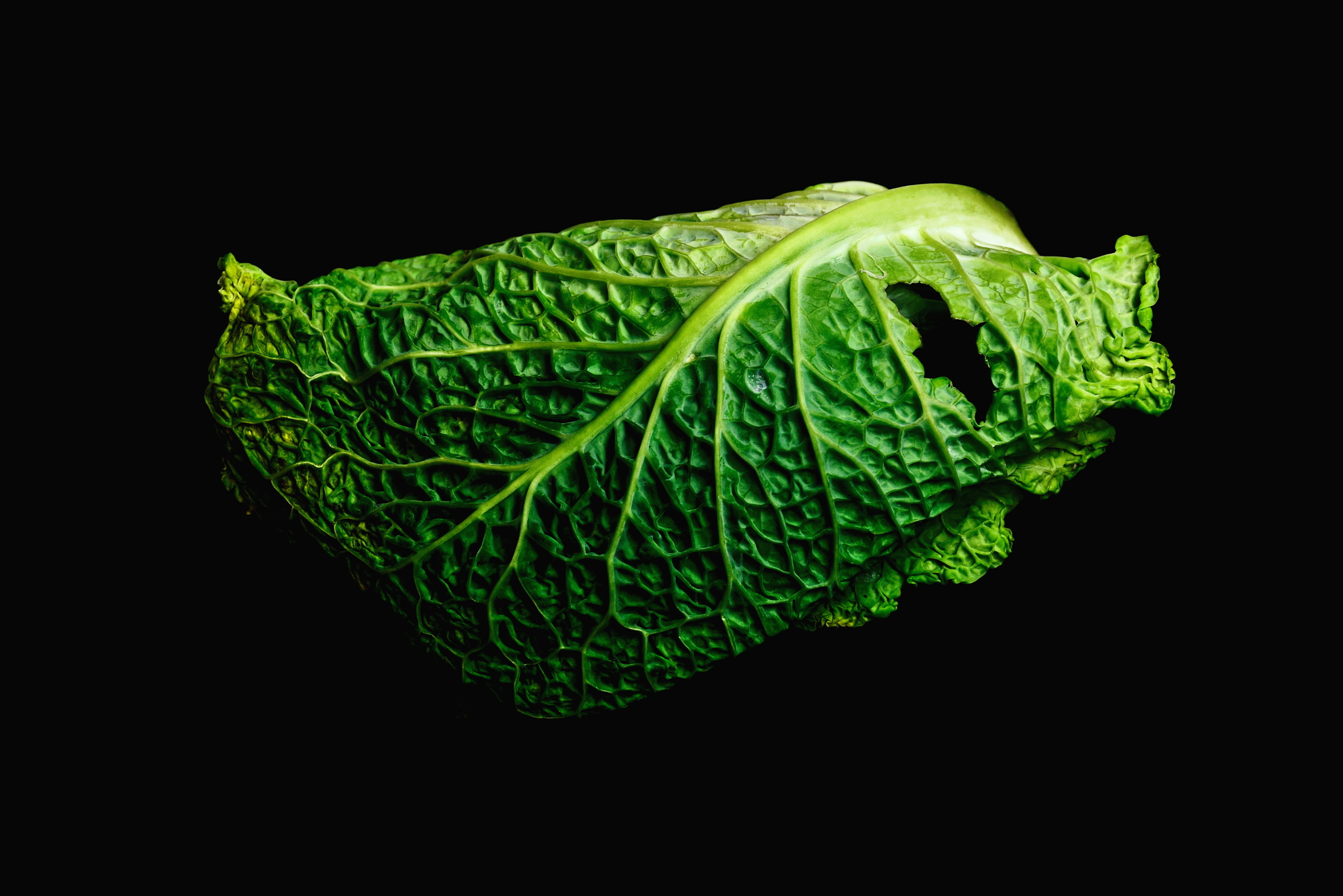 poissonplante_elsabarre